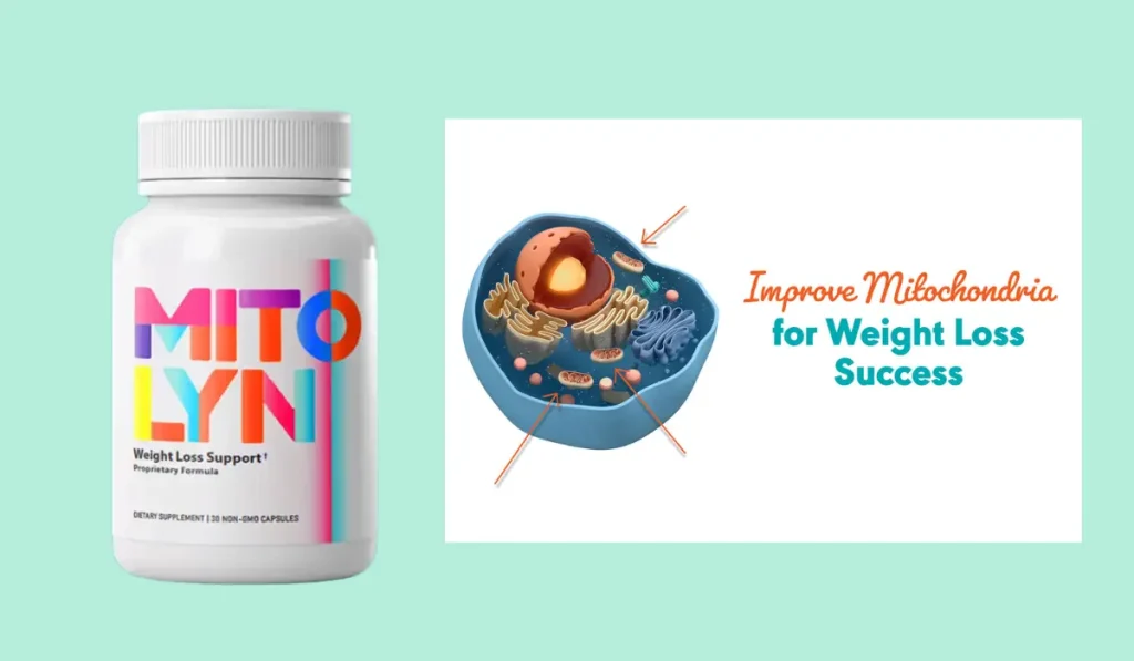 Mitolyn weight loss support supplement bottle beside a cell diagram showing how to increase mitochondria for weight loss success